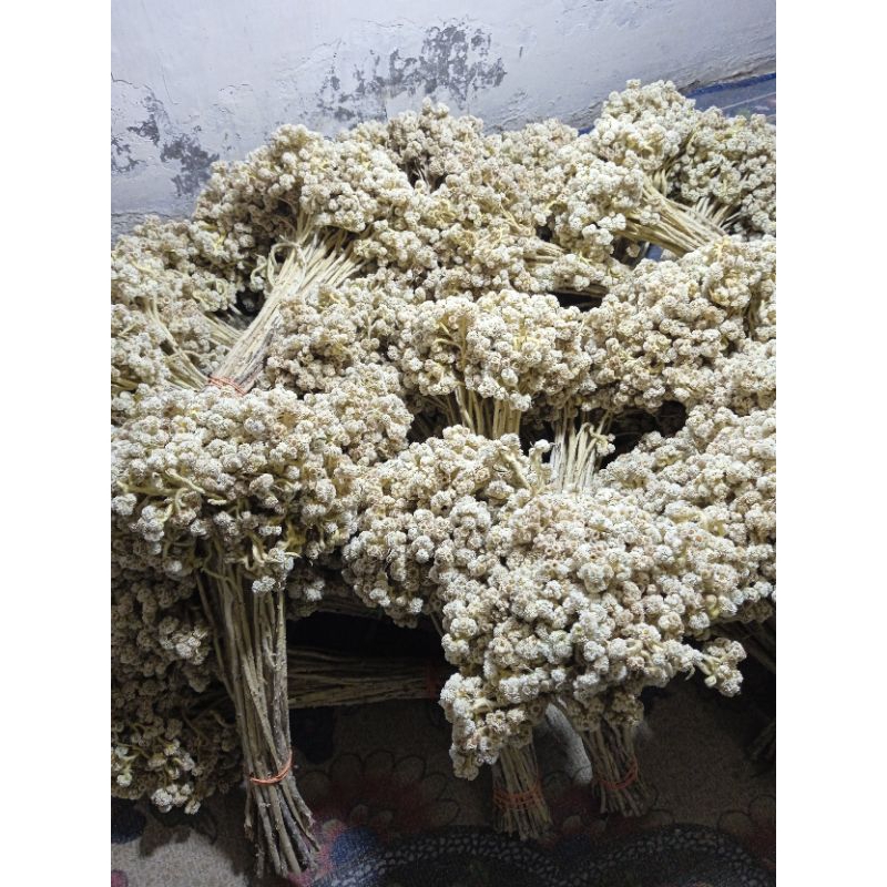 Edelweis Bromo paket untuk (Reseller)