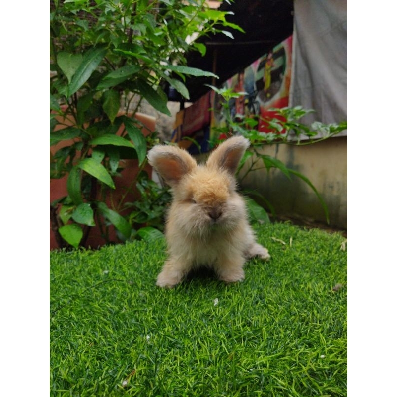 Kelinci Anggora Hias