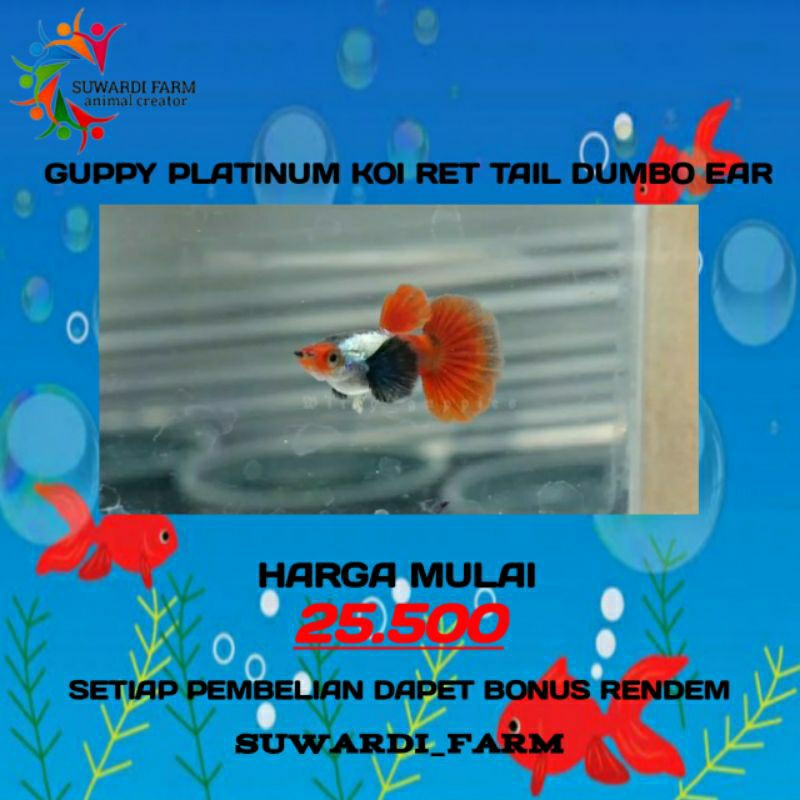 Aksesoris Akuarium ( Guppy Platinum Koi Red Tail Dumbo Ear )