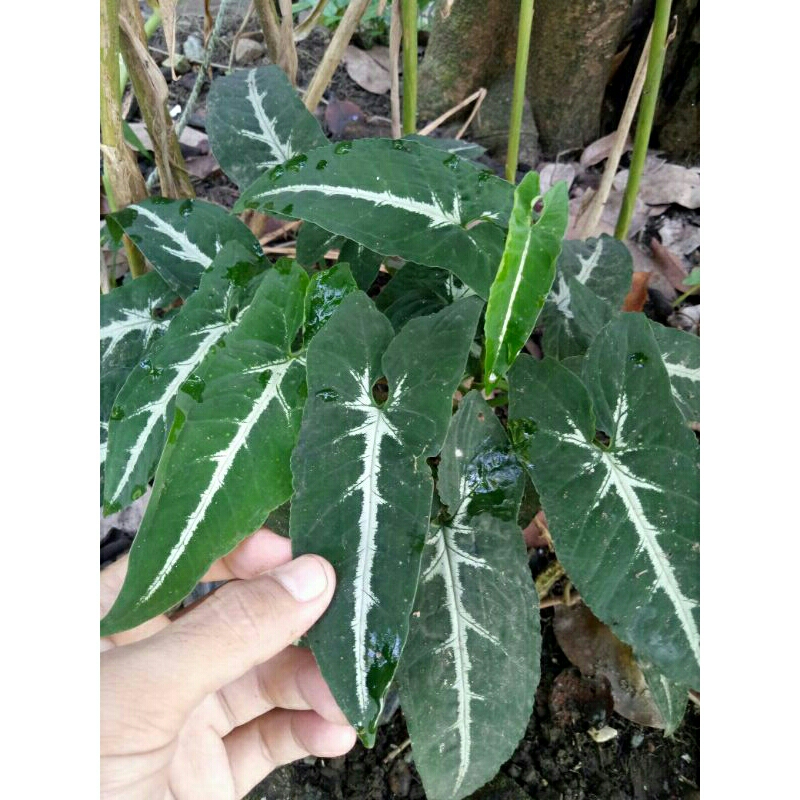 Syngonium Wendlandii