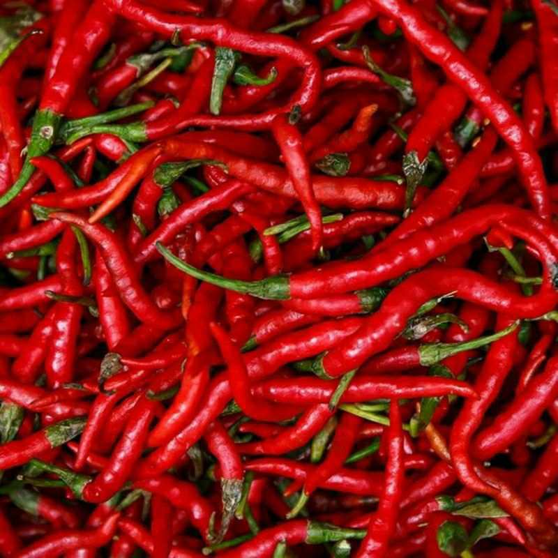 

Cabe Keriting Merah