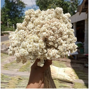 BUNGA EDELWEIS JUMBO | BUNGA EDELWEIS BROMO | DRIED FLOWER | EDELWEIS | EDELWEISS |BUNGA KERING EDEL