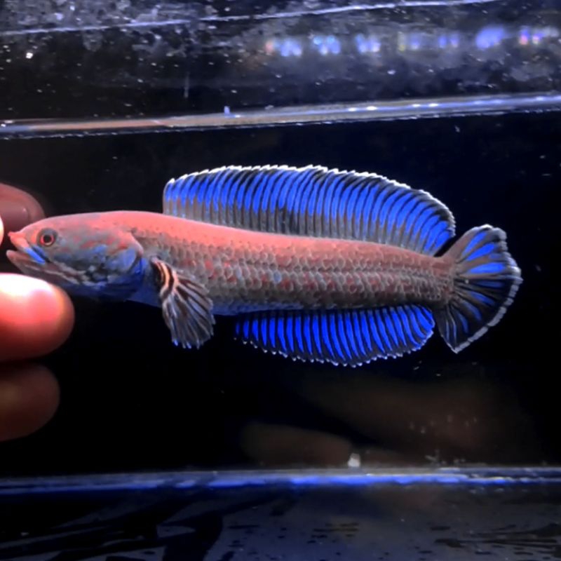 Andrao 14-15cm ,Super High Fin (FOTO & VIDEO REAL)