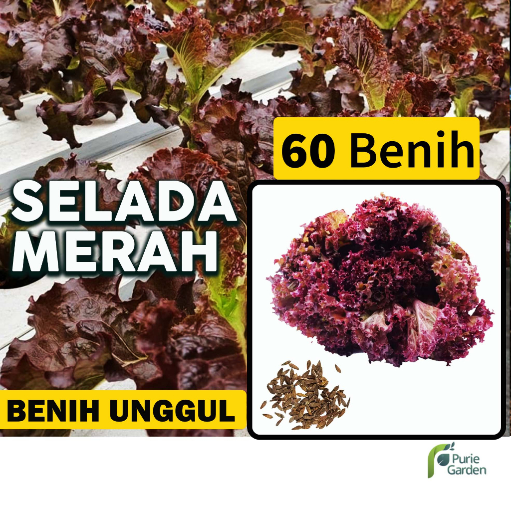 Benih Bibit Selada Merah 60 Benih Dua Ribuan PG SBY