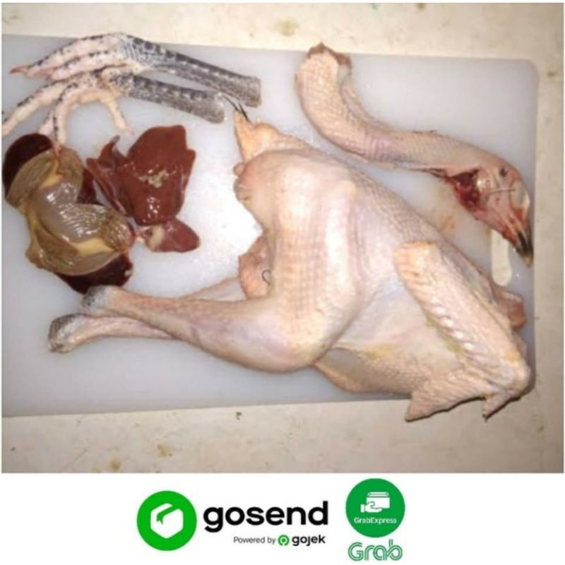

AYAM KAMPUNG POTONG DADAKAN (0,9 -1 KG)