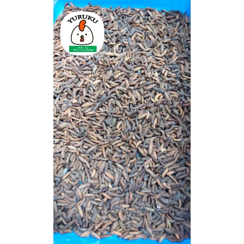 Pupa Maggot BSF