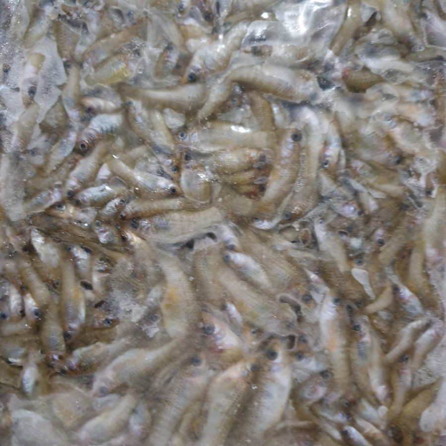 Ikan Cere Laut Beku 500gr - Ikan Cere Beku Makanan Ikan Predator Pakan Ikan