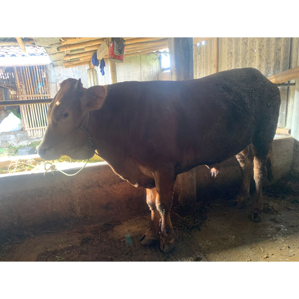 sapi kurban idul adha gemuk