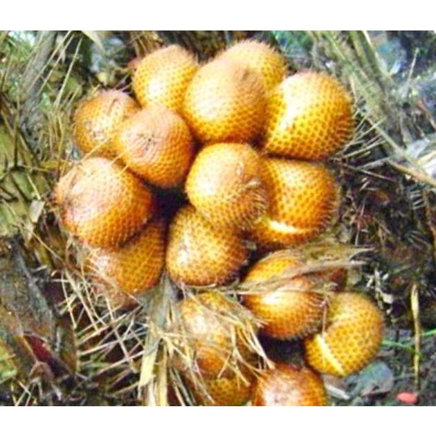 

salak gading salak kuning 1 kg