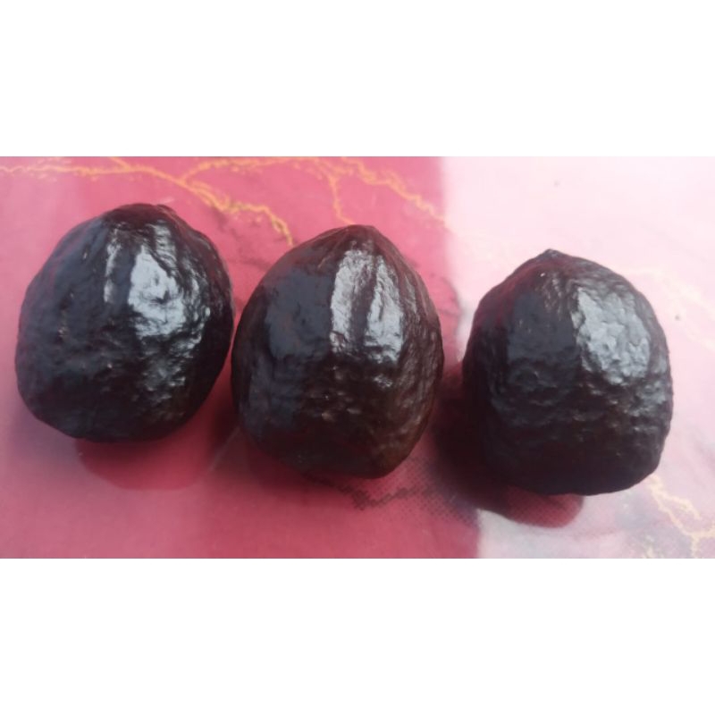 muncang adu jayanti super size sedang&besar lanjut rawatan