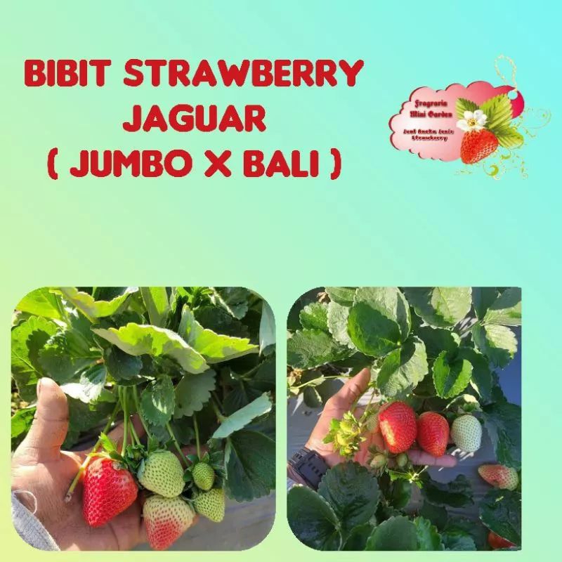 Bibit strawberry jaguar / Jumbo x bali