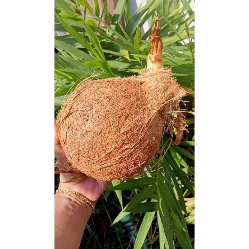 

kentos kelapa/ biji