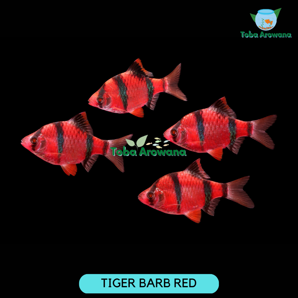 Ikan  Sumatera Merah Darah Aquarium Aquascape Discus Rainbow