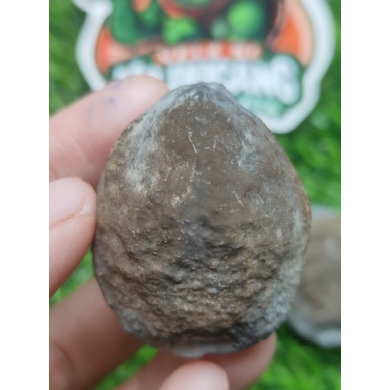 MUNCANG ADU JAYANTI ANAK BEDLEM ORI 100%