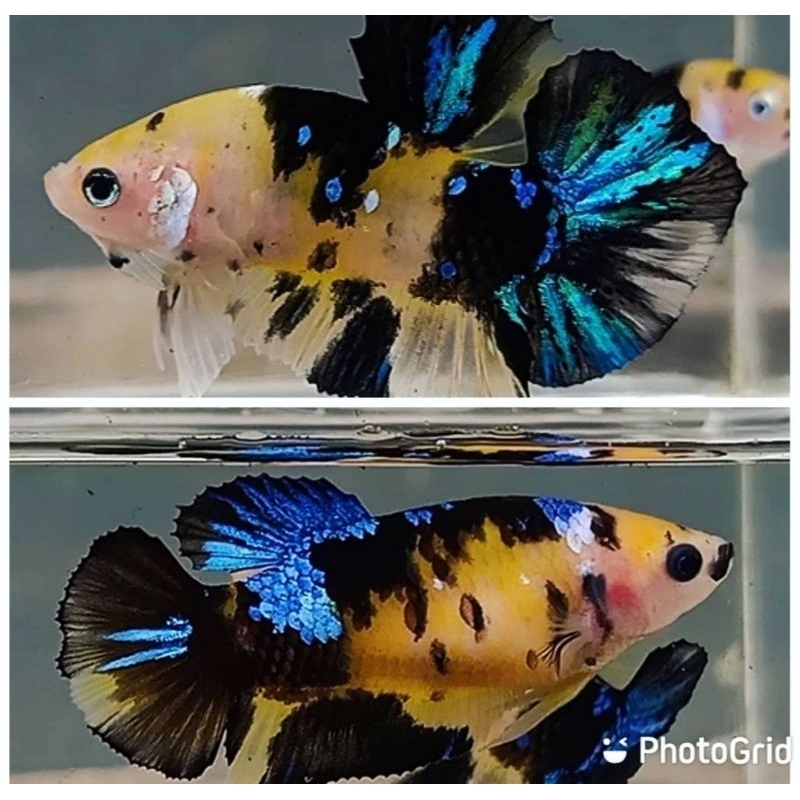 

Pair Top Grade Yellow Koi Galaxy Multi