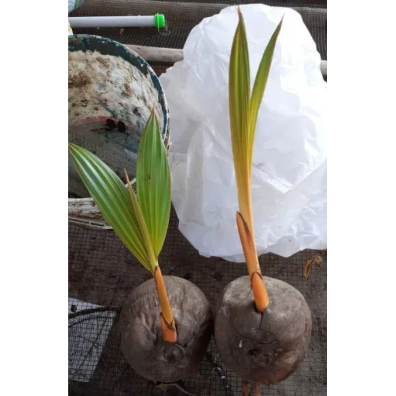 bahan bonsai kelapa gading oren tunas satu