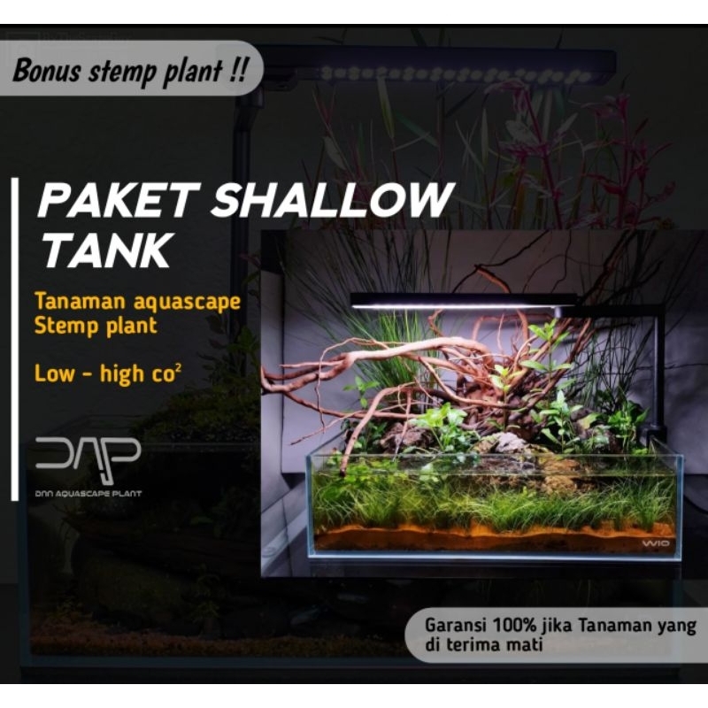 paket tanaman aquascape shallow tank