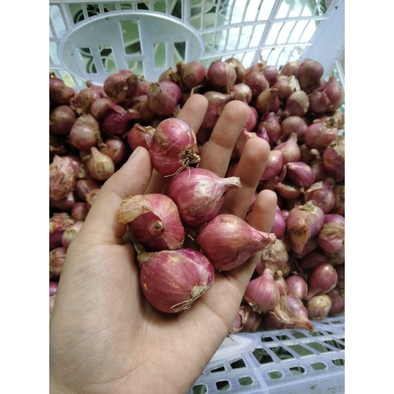 

bawang merah super