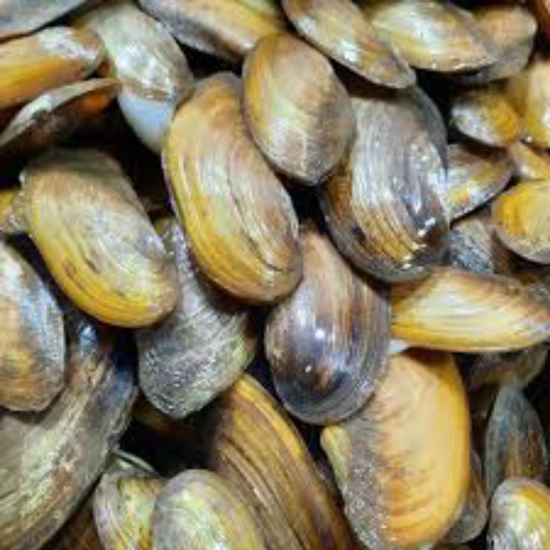 Kijing Sungai Air Tawar. kerang sungai Segar