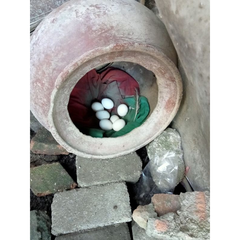 

telur ayam betet 100%menetas garansi uang kembali