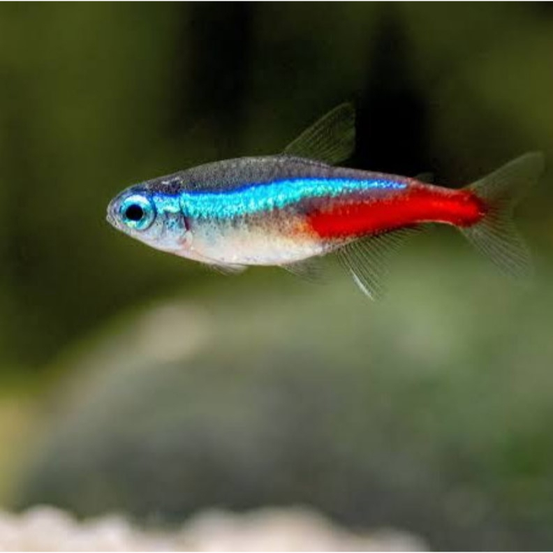 Neon Tetra Size S Ikan Hias Aquascape Aquarium KHUSUS GOJEK