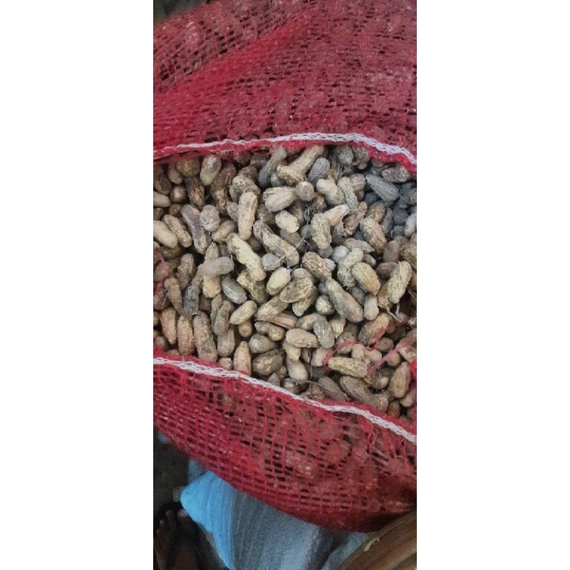 

REALPICT KACANG TANAH KULIT 1/2KG PANEN SENDIRI