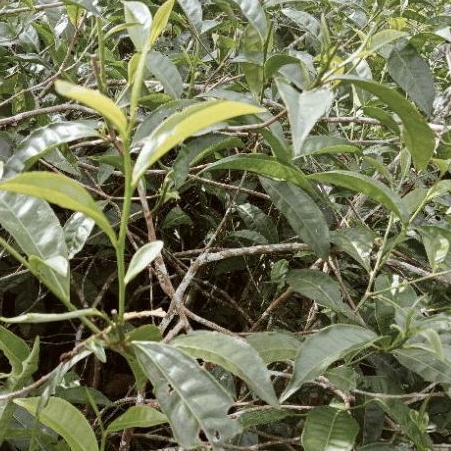 daun teh hijau segar per 500 gram