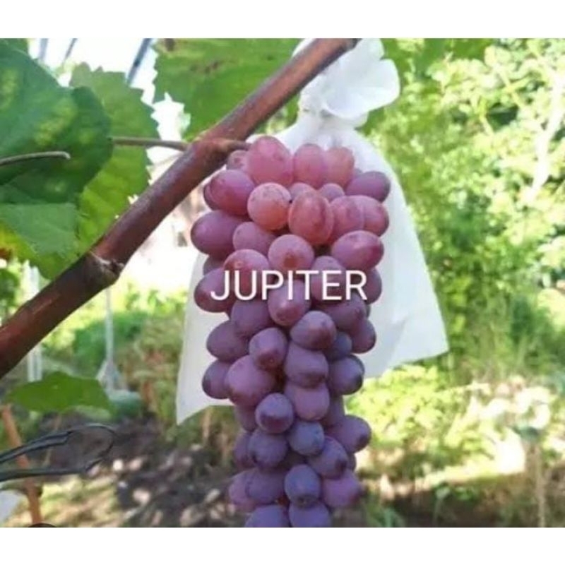 Anggur Jupiter - Aksesoris Anggur Jupiter