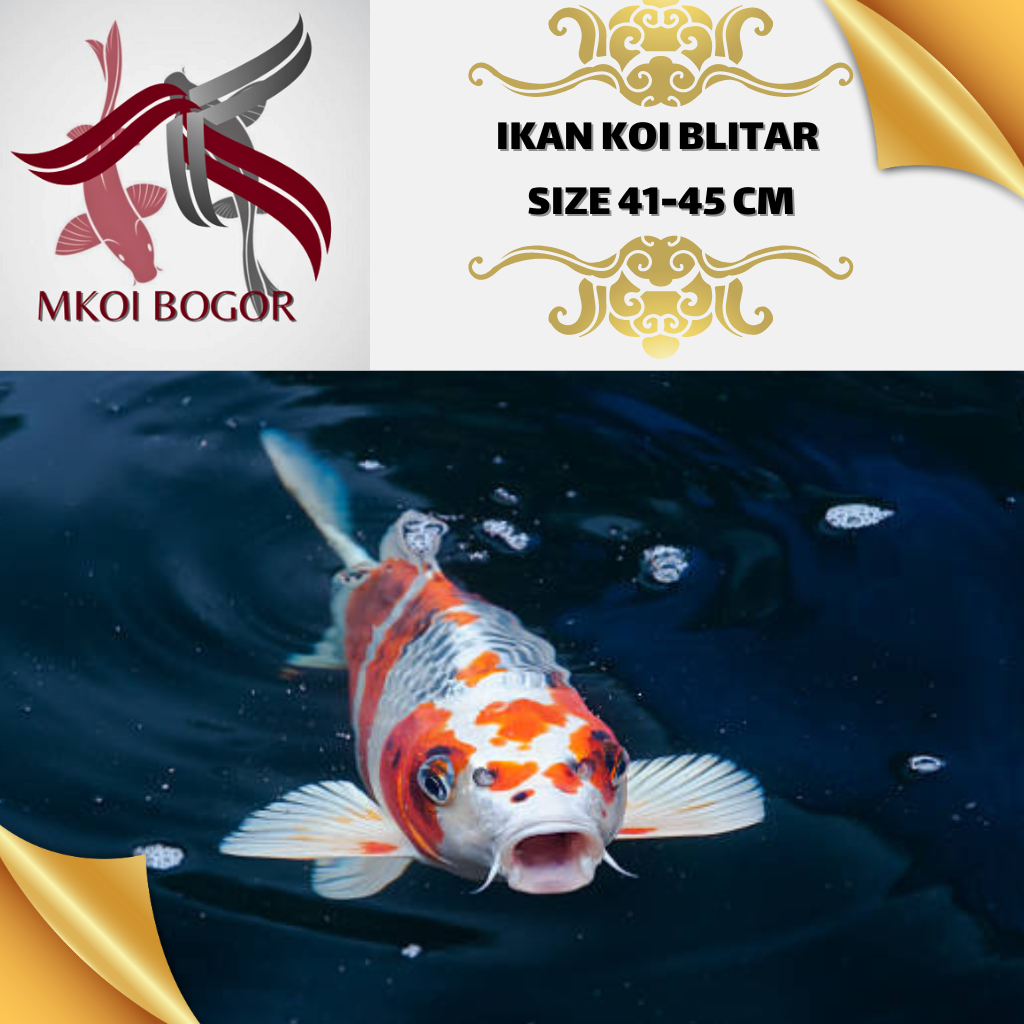Ikan Koi Blitar Size 41-45 cm - Koi Blitar Murah - Ikan Koi Grade A -HQ - Koi