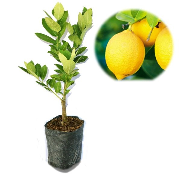 Bibit Tanaman Buah Jeruk Lemon Jumbo (Sudah Berbunga/Berbuah)