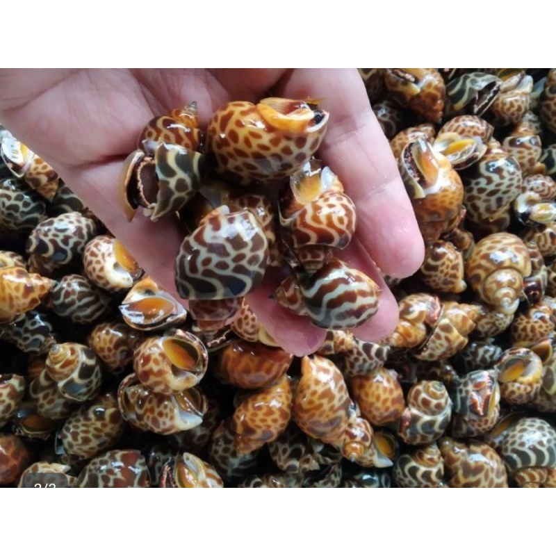 

keong macan hidup 1kg