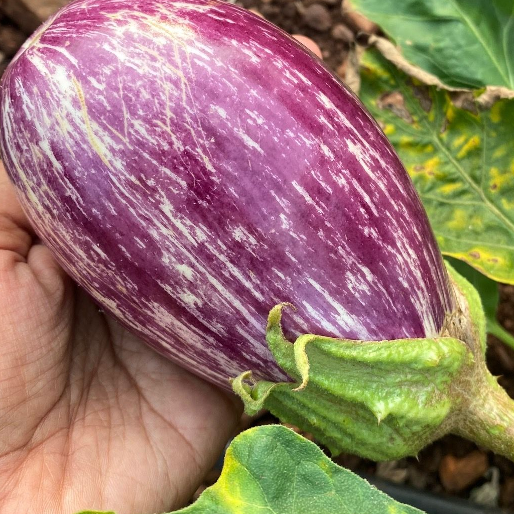 Benih Bibit Biji - Aubergine Listada De Gandia Terong Ungu Bergaris Putih Seeds - IMPORT