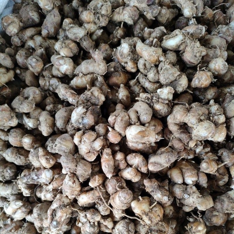 

kencur murah asli pegunungan