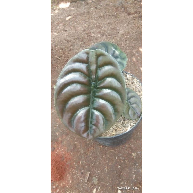 alokasia keladi tengkorak-cuprea