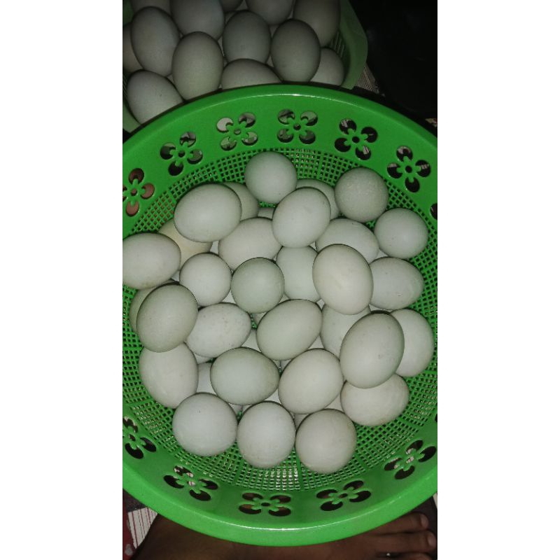 

telur bebek