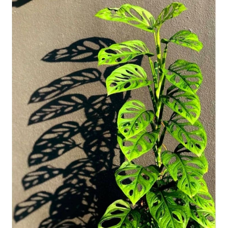 Tanaman hias Halfmoon adansoni monstera / monstera varigata / Florist Nursery