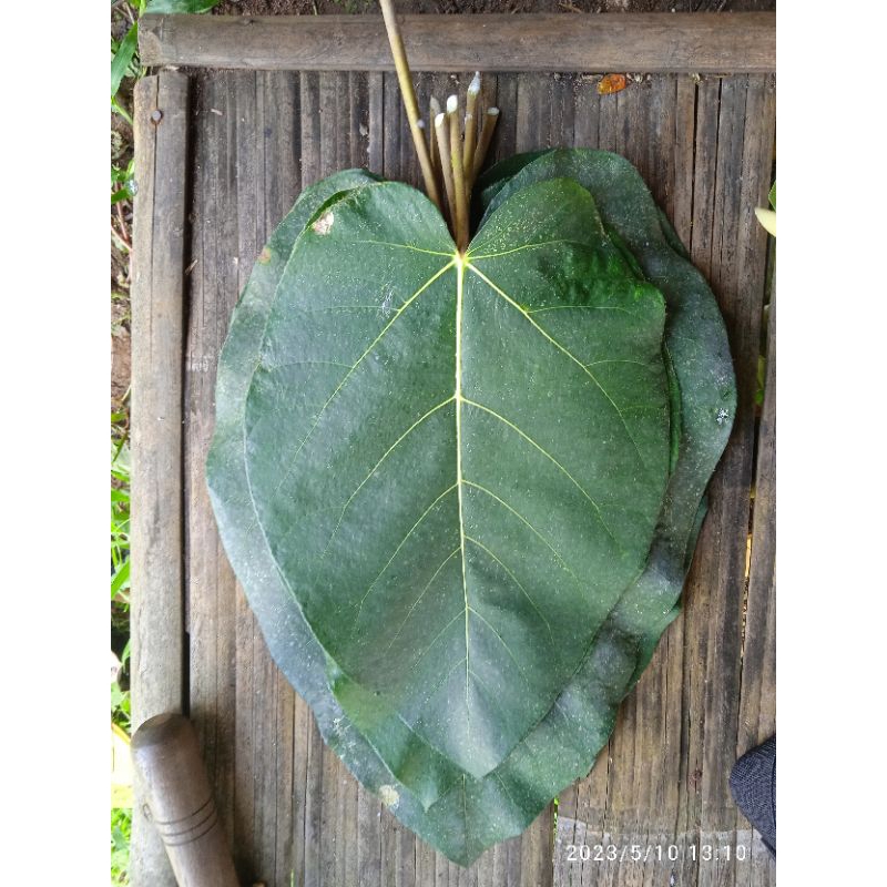 

Bungkus nasi tradisional daun hamerang