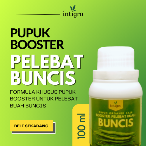 Booster Buncis Pupuk Buncis Pelebat Penyubur Tanaman Buncis Pupuk Semprot Pelebat Tanaman Buncis Pup