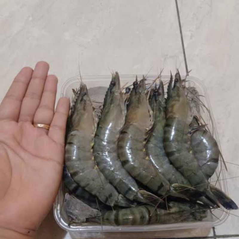 

Udang Windu Segar 1kg Udang fresh