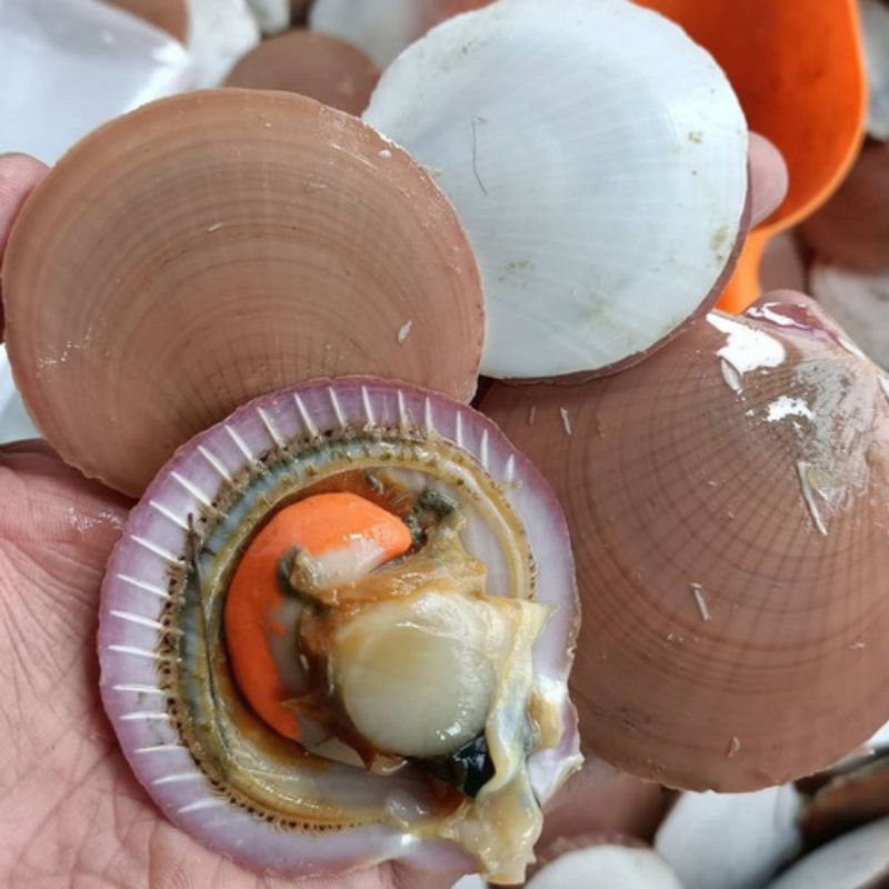 

HARGA PROMO Kerang Simping 1kg Kerang Simping segar Simping fresh