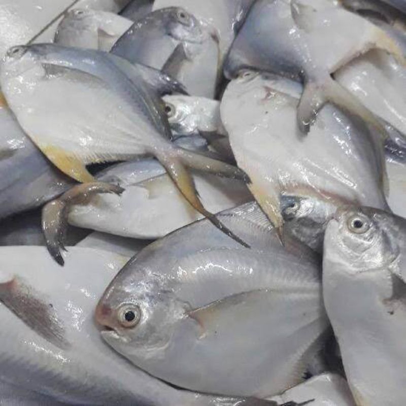 

Ikan Bawal Putih Bawal Laut segar Bawal Putih 1kg