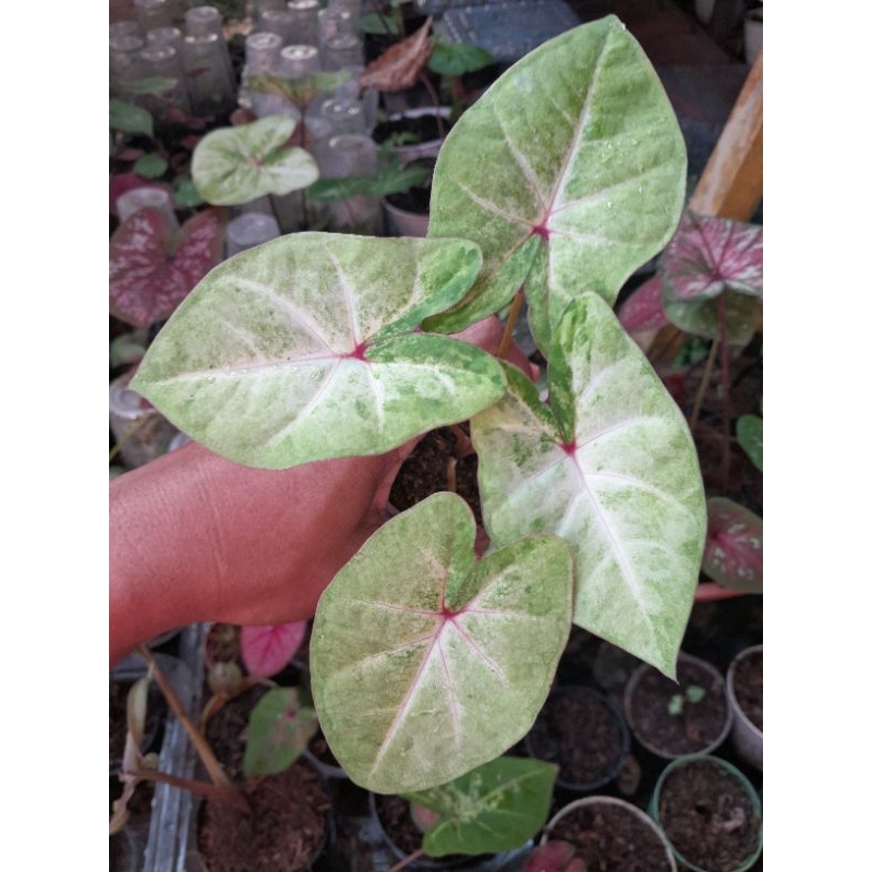 KELADI/CALADIUM NEW HYBRID ORI BIJI
