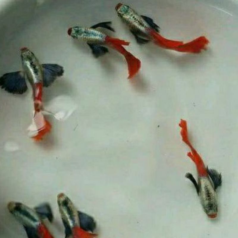 Guppy PRTDE top grade