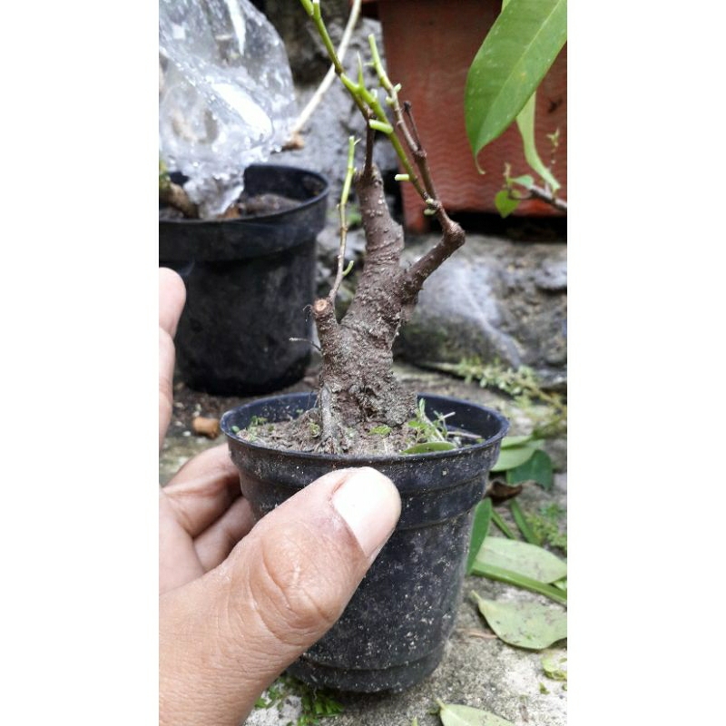 bahan bonsai iprik dr biji real pict