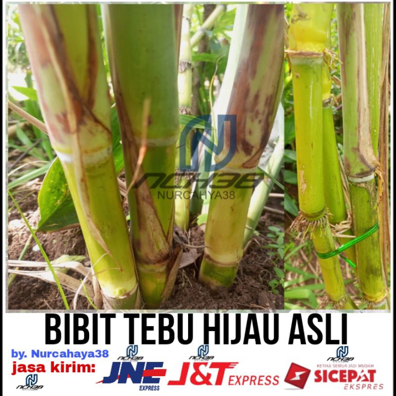 Tebu Hijau | Bibit Stek tebu hijau | Bibit tebu Hijau