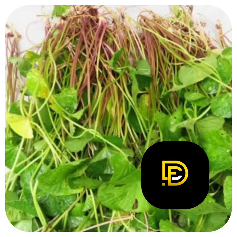 

Pegagan merah segar daun pegagan merah 1 kg-az