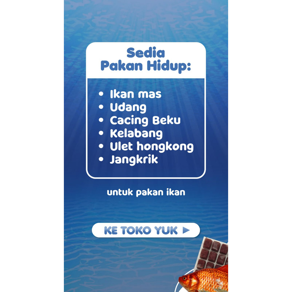 Pakan Udang Hidup Pakan Predator Louhan Arwana  KHUSUS GRAB ONLY  50e