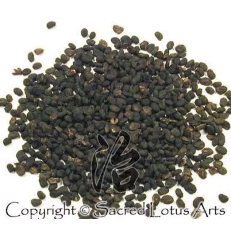 

1KG 1 KG 1000 G GR GRAM BU GU ZHI PO GU ZHI 补骨脂 破故纸 PSORALEA FRUCTUS MALAYTEA SCURFPEA FRUIT
