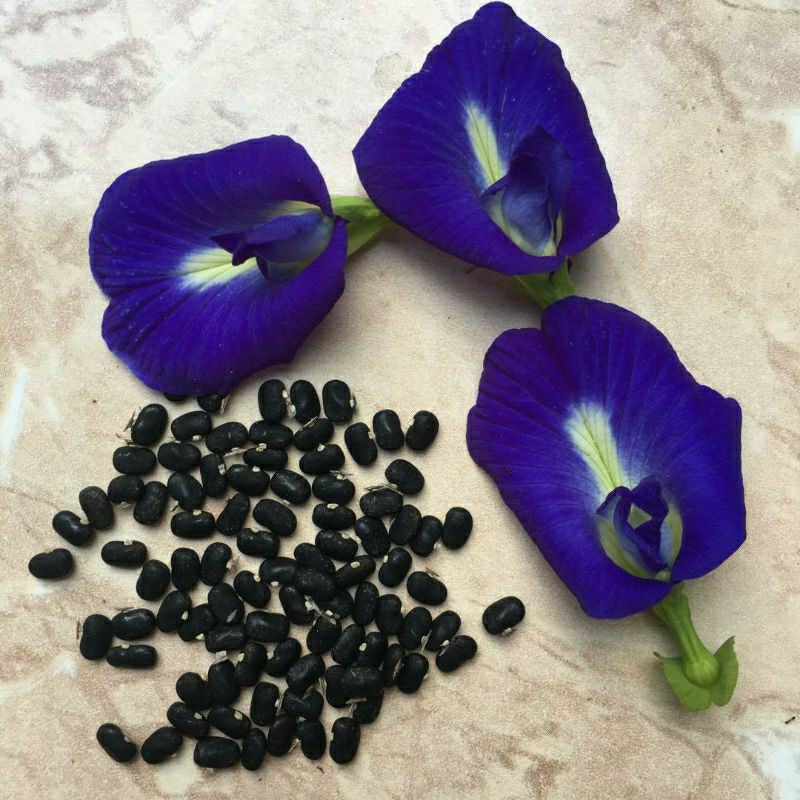 Biji Benih Bunga Telang Ungu 100 Biji Bunga Telang Biru / Biji Benih Kembang Telang