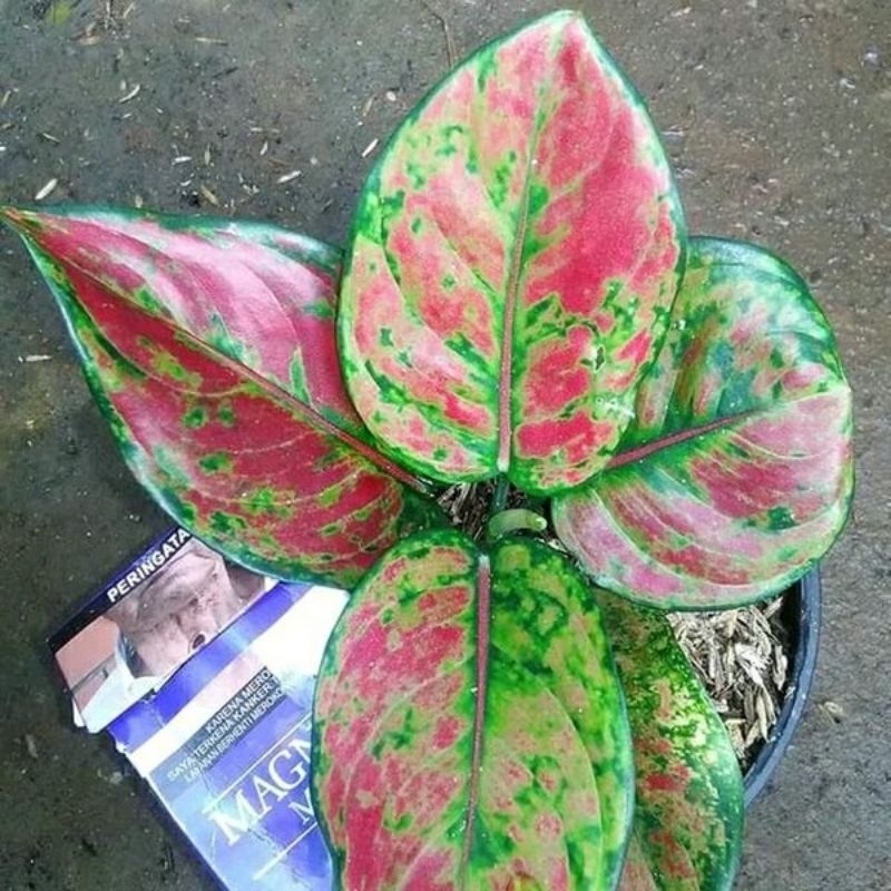 bunga aglonema big Roy 5 pohon dan Heng Heng 5 pohon